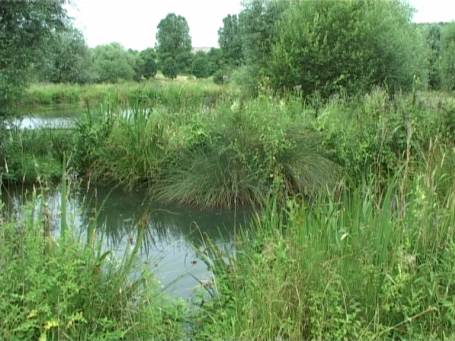 Museum Insel Hombroich : Auenlandschaft im Sommer